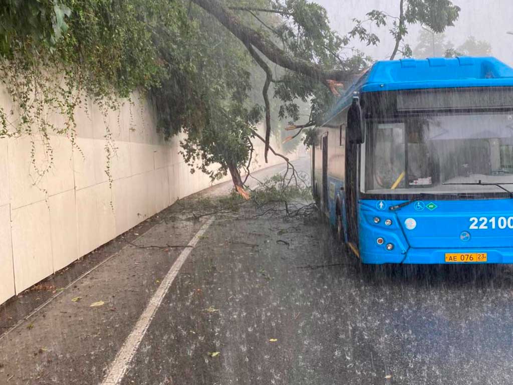 В сочинском селе Раздольное на автобус упало дерево