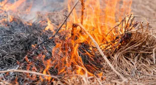 В Сочи объявлено предупреждение о высокой пожароопасности
