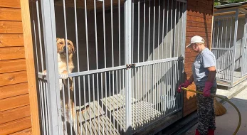 В Сочи муниципальная программа помогает искать хозяев для бездомных животных