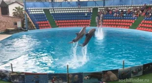 Адлерский дельфинарий фотография 2