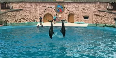 Адлерский дельфинарий фотография 7