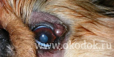 Ветеринарный центр глазных болезней доктора Олейник фотография 8