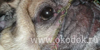 Ветеринарный центр глазных болезней доктора Олейник фотография 1