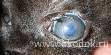 Ветеринарный центр глазных болезней доктора Олейник фотография 5