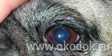 Ветеринарный центр глазных болезней доктора Олейник фотография 4